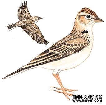 ��ֺ�����ͼ��