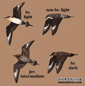 ��β��Ÿ��ͼ��