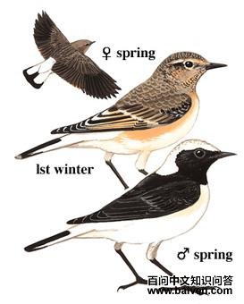 �׶��S��ͼ��