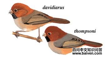 ��βѻȸ��ͼ��