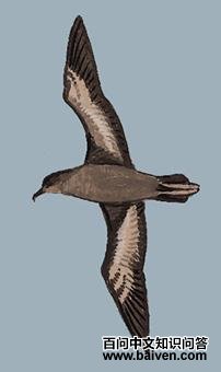 ��β�׵�ͼ��