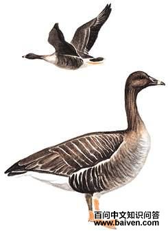 �����ͼ��