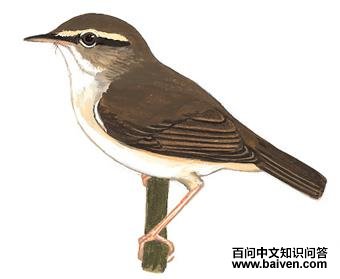 ������ݺ��ͼ��