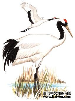 �����׵�ͼ��