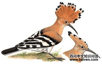 ��ʤ��ͼ��