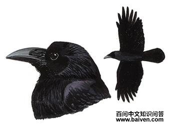 ������ѻ��ͼ��