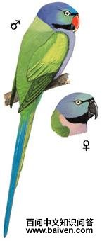 ���������ĵ�ͼ��