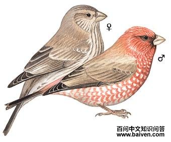 ����ȸ��ͼ��