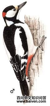 �׳���ľ���ͼ��