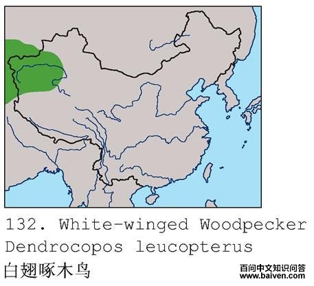 �׳���ľ��ĵ����ֲ�ͼ