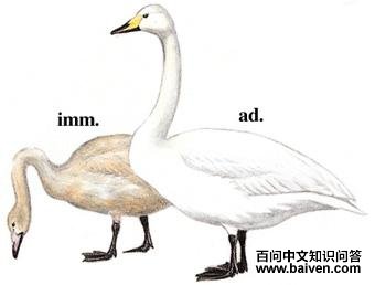 ������ͼ��