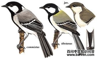 ��ɽȸ��ͼ��