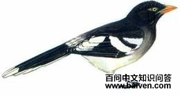 �׳���ȵ��ͼ��