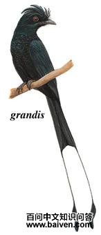 ����β��ͼ��