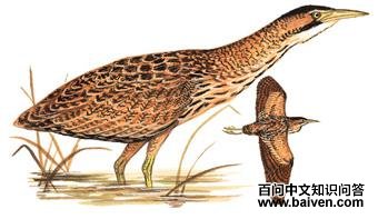 �����Z��ͼ��