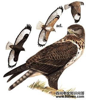 ���\��ͼ��