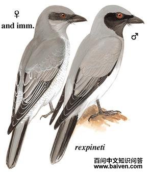 ����V��ͼ��