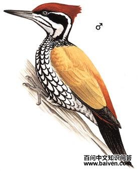 �����ľ���ͼ��