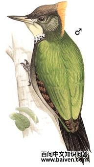 ��ƹ���ľ���ͼ��