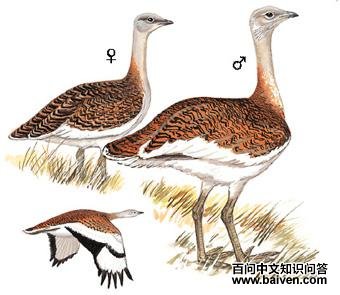 ����ͼ��