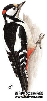 �����ľ���ͼ��