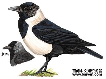 �����ﺮѻ��ͼ��