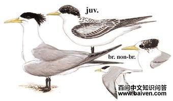 ���ͷ��Ÿ��ͼ��