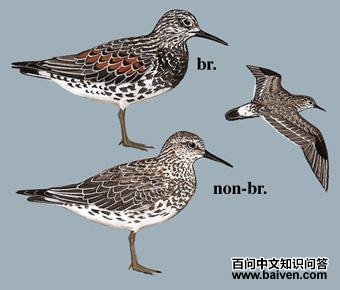 ����ֵ�ͼ��