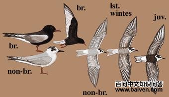 �׳ḡŸ��ͼ��