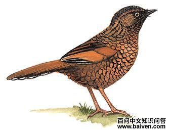 ��ɫ���̵�ͼ��