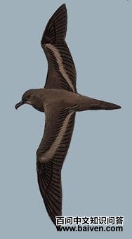 �����׵�ͼ��