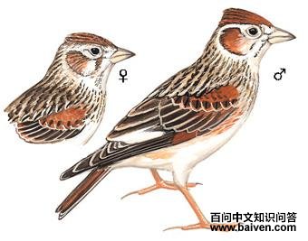 �׳�����ͼ��