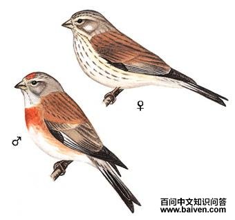 �����춥ȸ��ͼ��