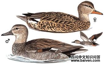 ���Ѽ��ͼ��