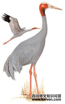 �ྱ�׵�ͼ��