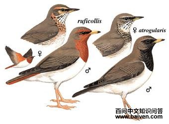 �ྱ��ͼ��