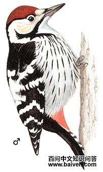 �ױ���ľ���ͼ��