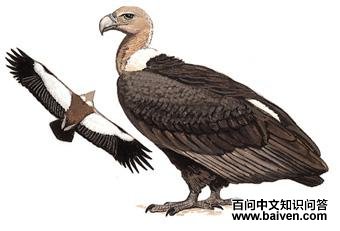 �ױ�أ�յ�ͼ��