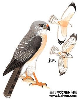 �ูӥ��ͼ��