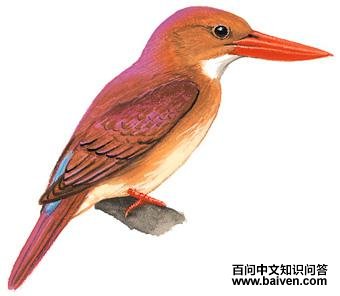 ������ͼ��