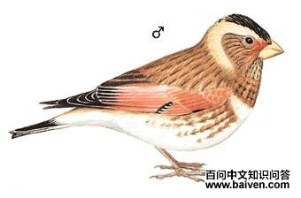 ���ɳȸ��ͼ��