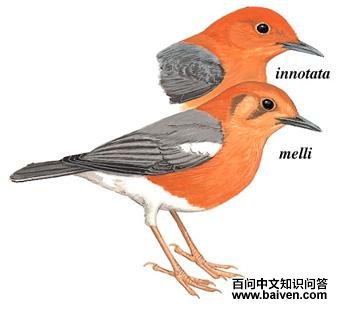 ��ͷ����ͼ��