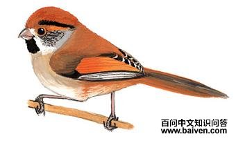 �ȶ�ѻȸ��ͼ��