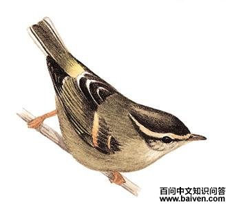 �Ȱ߳���ݺ��ͼ��