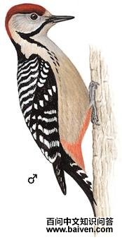 ���ذ���ľ���ͼ��