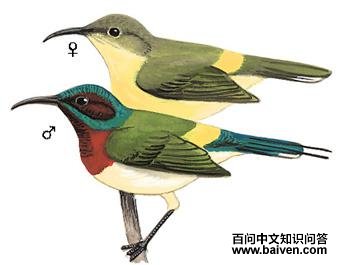 ��β̫�����ͼ��