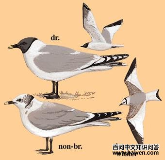 ��βŸ��ͼ��