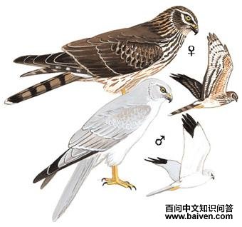 ��ԭ�ε�ͼ��