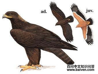 ��ԭ���ͼ��