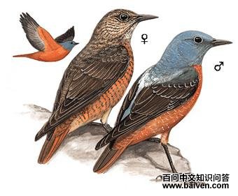 �ױ�����ͼ��